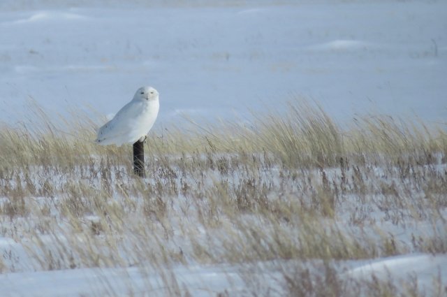 В Оренбуржье замечены полярные совы