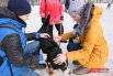 Благотворительная акция «Собака-обнимака» В Перми.
