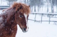      В настоящее время владелец поврежденной иномарки ищет хозяина животного.