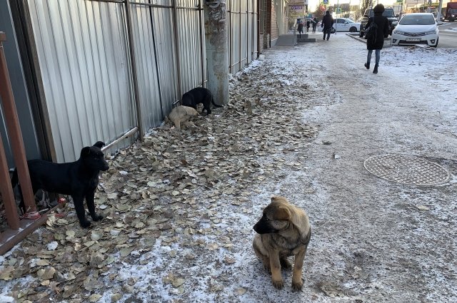 Бездомные собаки обосновались у детского сада