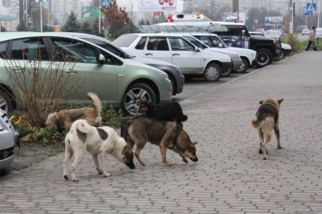 Глава одного из районов Татарстана рассказал, почему нельзя убивать бродячих животных. 