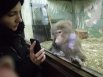 Обезьяны зимой содержатся в тёплом помещении. Чтобы привлечь внимание одной из них, сотрудница зоопарка показывает на телефоне видео с черепахами.