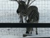 Зебры, хоть и африканские животные, но комфортно чувствуют себя зимой. До температуры - 15 двери в их вольеры открыты, и, по своему желанию, они могут выходить гулять.