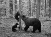 Медведица с медвежатами.
