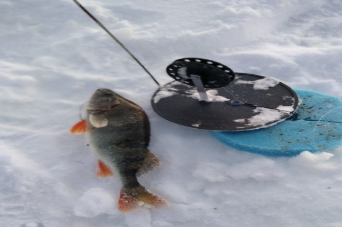 Зимняя рыбалка рыба. На рыбалке зимой речка пьяна. Запрет на рыбалку 2023. Пожилые на льду. Запрет рыбалки 2024 тверская область
