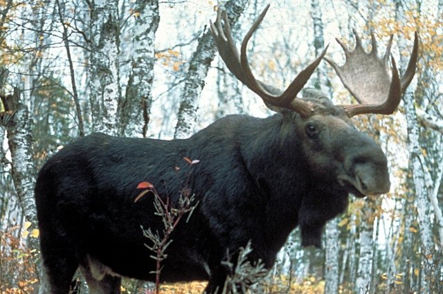На Сахалине охота на лося запрещена 