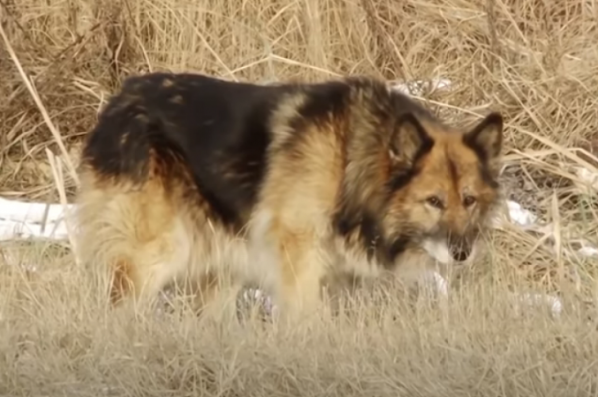 В Тюменской области поставили памятник собаке, ждавшей хозяина 13 лет