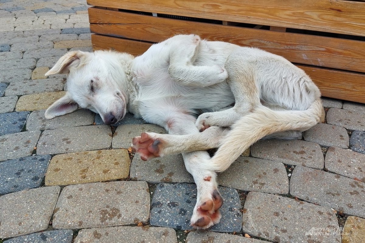 Больше ста человек пострадали от укусов собак в Алтайском крае