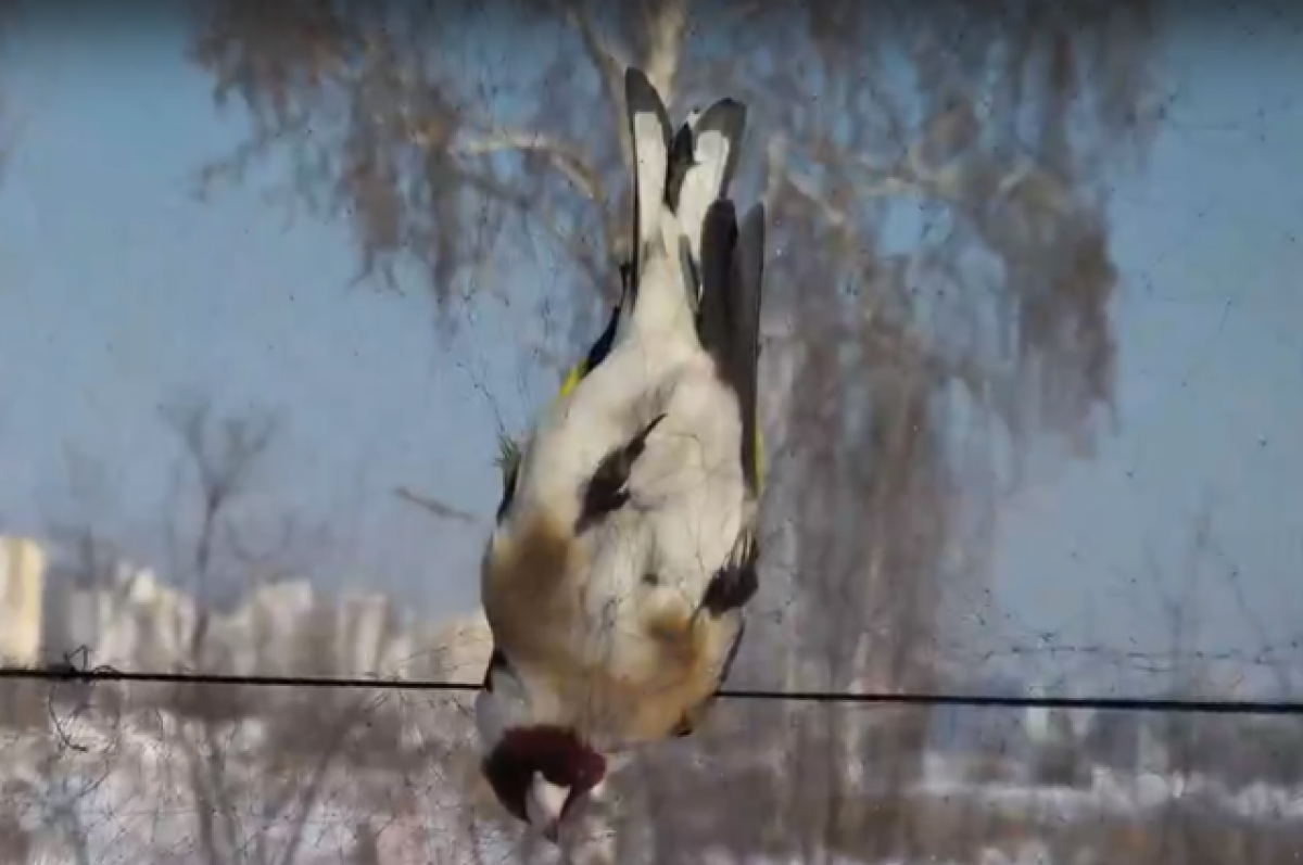 Как работает ловушка на птиц лучок самолов