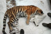 На днях в Хабаровском крае изловили тигрицу на пасеке. Хищницу отправили на реабилитацию.