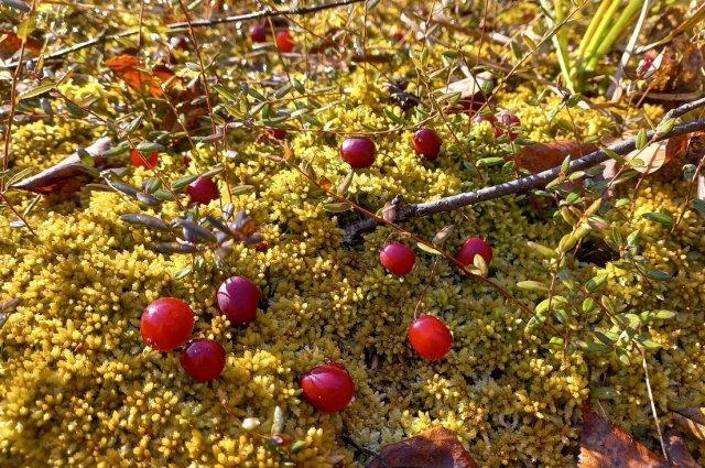 Клюква болотная, занесена в Красную книгу Тульской области.