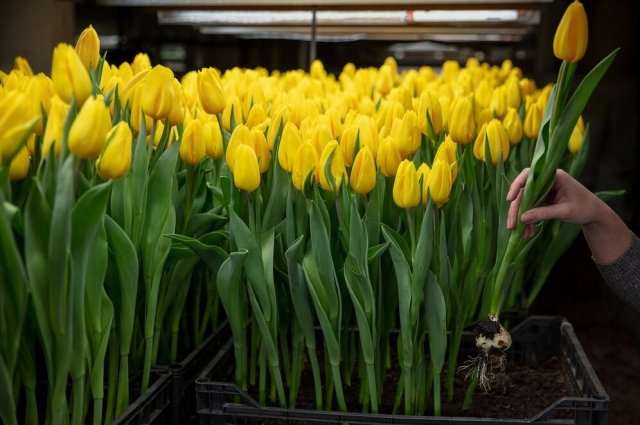 В Набережных Челнах готовы срезать на праздник 120 000 тюльпанов. 