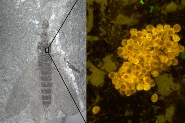 Остатки тильярдембии, найденные в Пермском крае, а также увеличенное изображение пыльцы на ее теле.