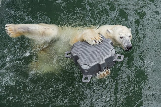 Медведи любят купаться с игрушками. 