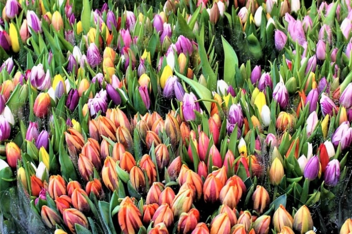 3 марта в Брянске открылись 43 цветочные ярмарки