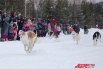 Реконструкция барской псовой охоты 18-19 веков в Пермском крае.