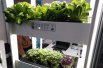 Гидропонические установки для выращивания зелени. 