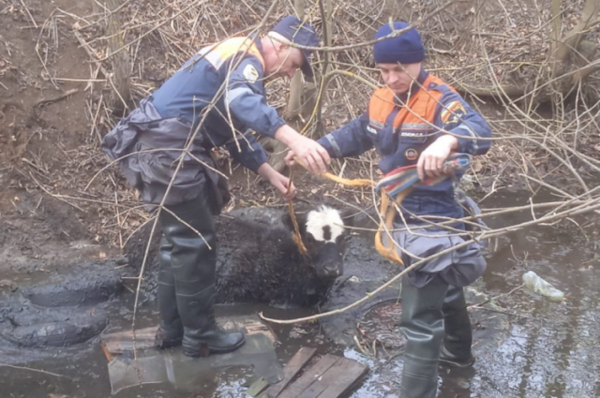 Спасатели вытащили телёнка из глубокой ямы в Ростовской области