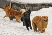 В Оренбуржье не уменьшаются жалобы на бродячих собак