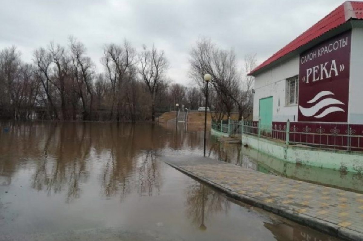 Скот на пригорках, куры на крышах пережидают половодье под Волгоградом |  АиФ Волгоград