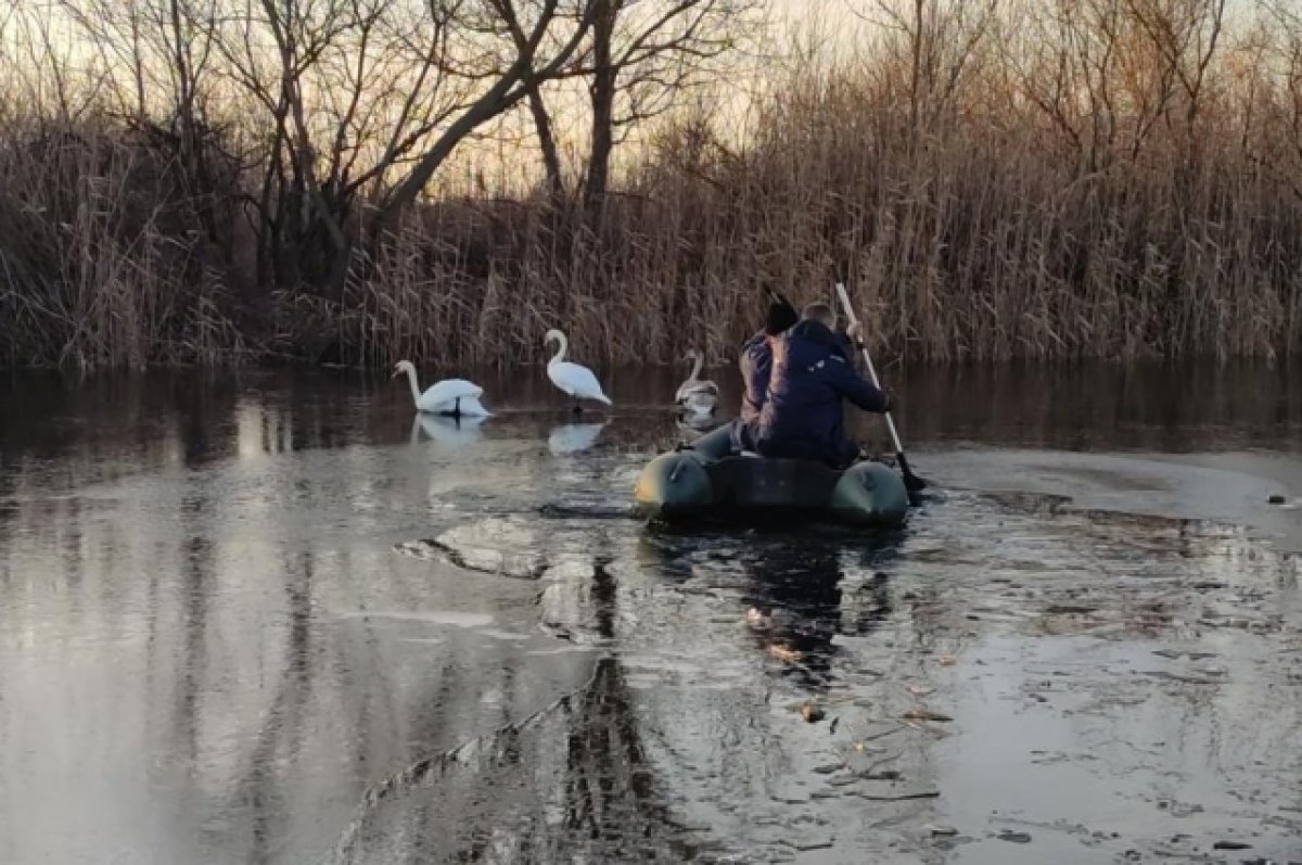 Минприроды Ростовской области расследует массовую гибель уток и лебедей