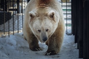 Тянь-Шаньский белокоготный медведь Памир.