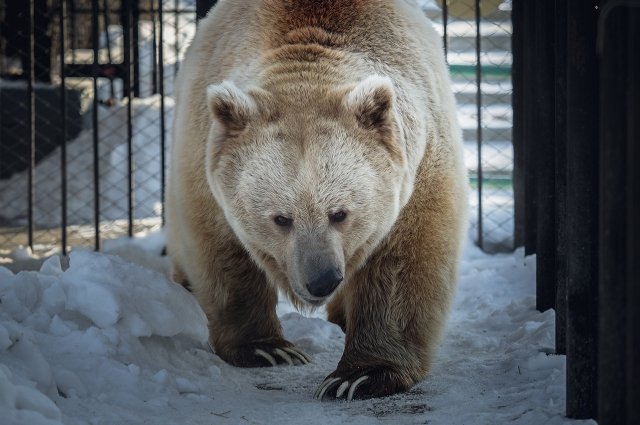 Тянь-Шаньский белокоготный медведь Памир.