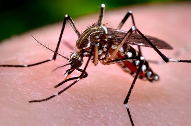 Отдыхающие не использовали репелленты, которые помогли бы защититься от комаров.