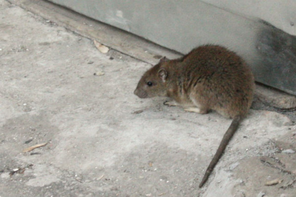 Крысы в Нью-Йорке оказались заражены коронавирусом