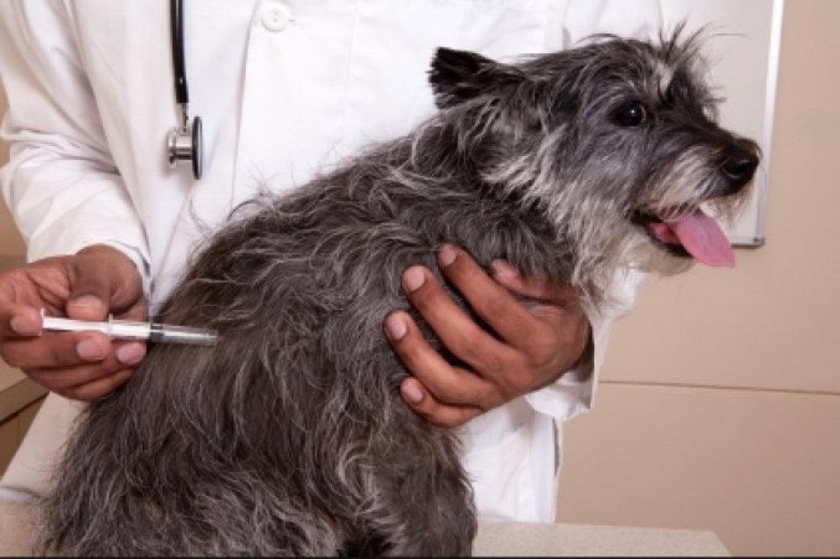 В Брянске началась бесплатная вакцинация собак и кошек против бешенства