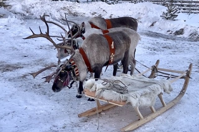 На Ямале началась вакцинация северных оленей против сибирской язвы.