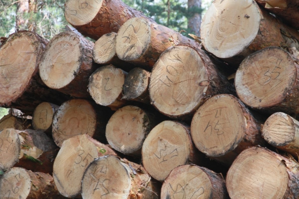 Сотрудница брянского лесничества обманом продала древесину на 14 млн рублей