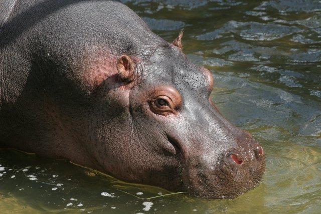 Бегемот казанская. Карликовый бегемот московский зоопарк. Бегемот в московском зоопарке. Бегемот в московском зоопарке. Бегемот казань старые фото.