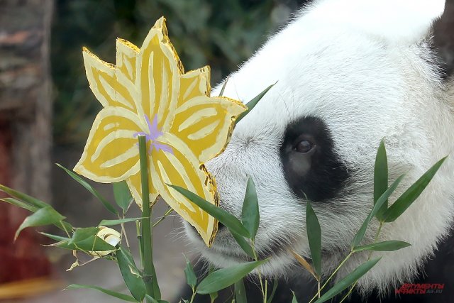 Панды Жуи и Диндин отмечают Международный день панд