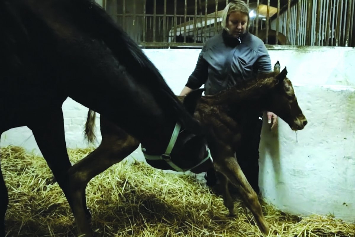 Коня на скаку остановит. Жительница Кубани - о лошадях и их характере | ОБЩЕСТВО | АиФ Краснодар