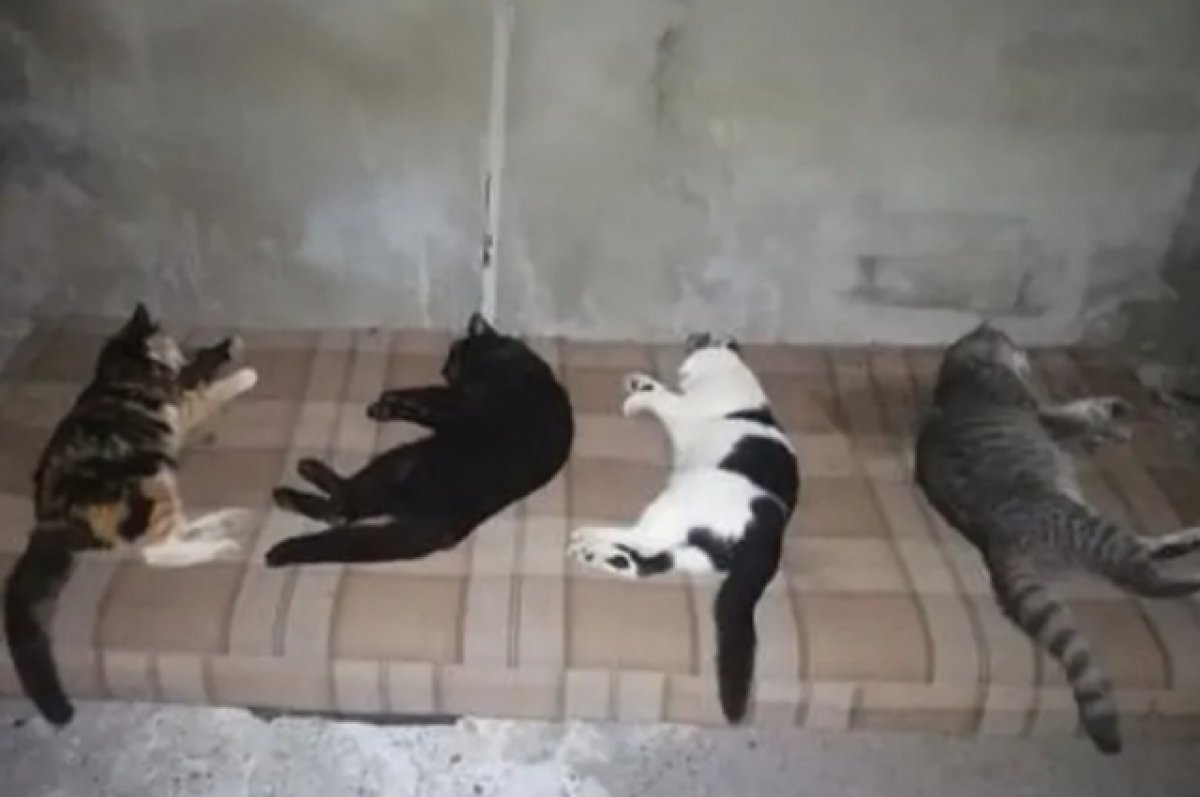 Неизвестный убил четырёх домашних кошек в Батайске
