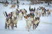 В гонках соревновались 52 оленевода из России и Монголии.