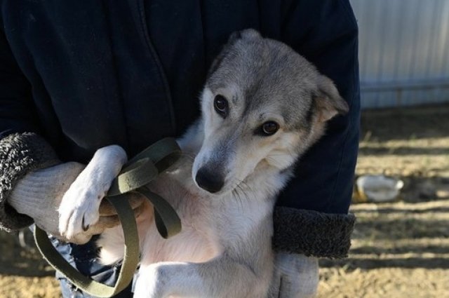 Собака Лайма помогает белгородским волонтёрам вручать письма военным |  События | ОБЩЕСТВО | АиФ Белгород