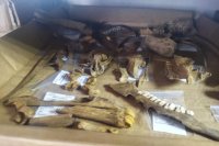 При раскопках обнаружены останки косули, кости и черепа других животных.