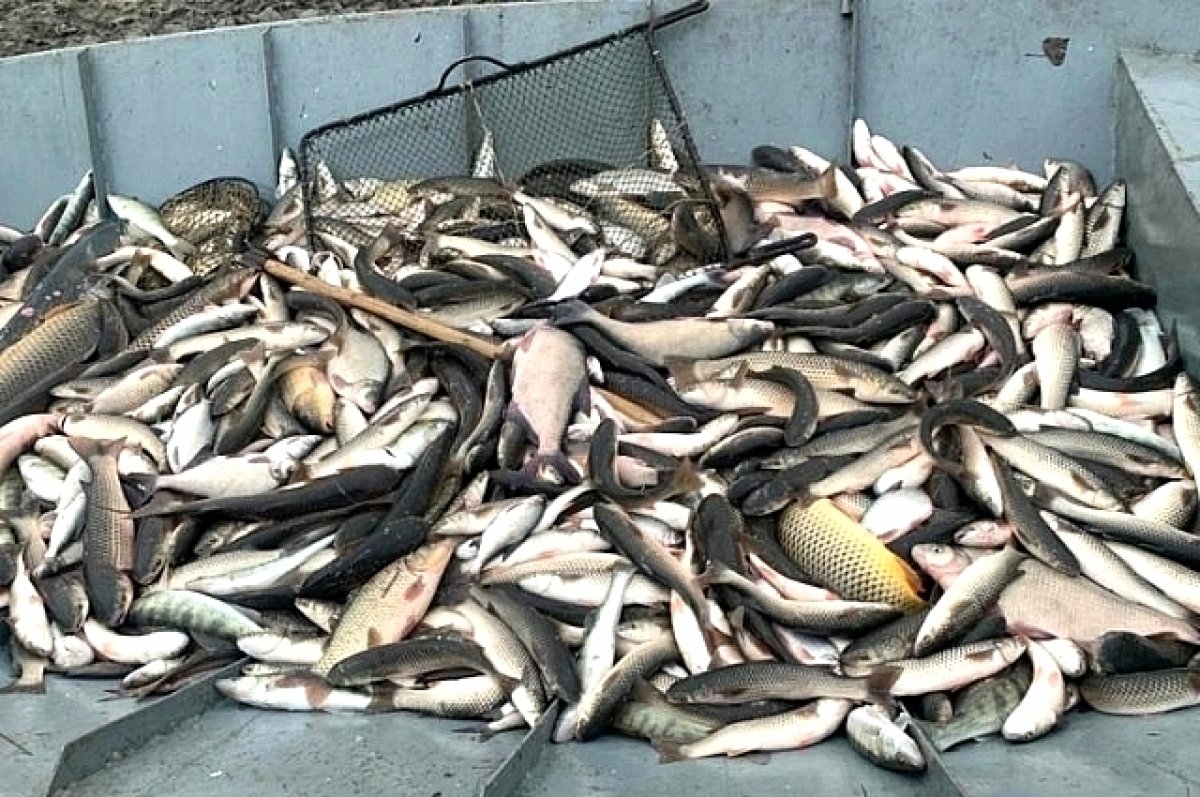 В Азове задержали браконьеров с уловом краснокнижной рыбы на 5,5 млн рублей