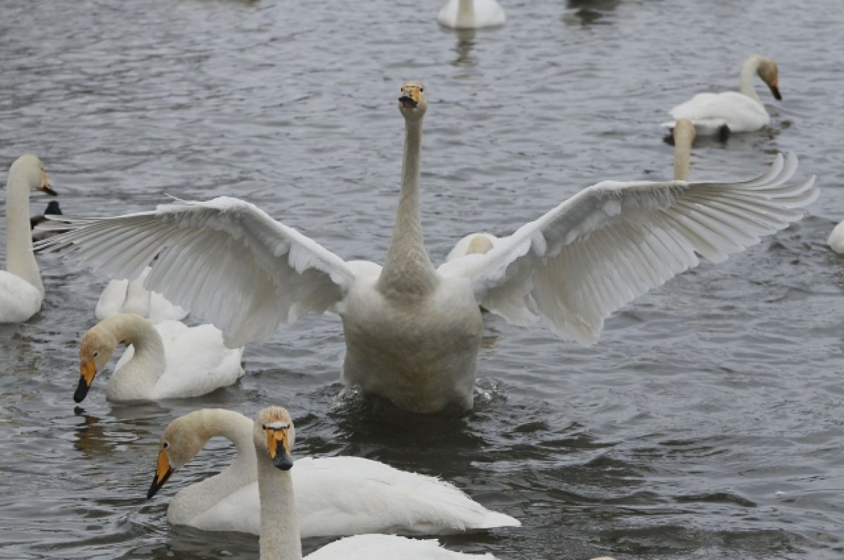 Лебеди улетают с незамерзающего алтайского озера