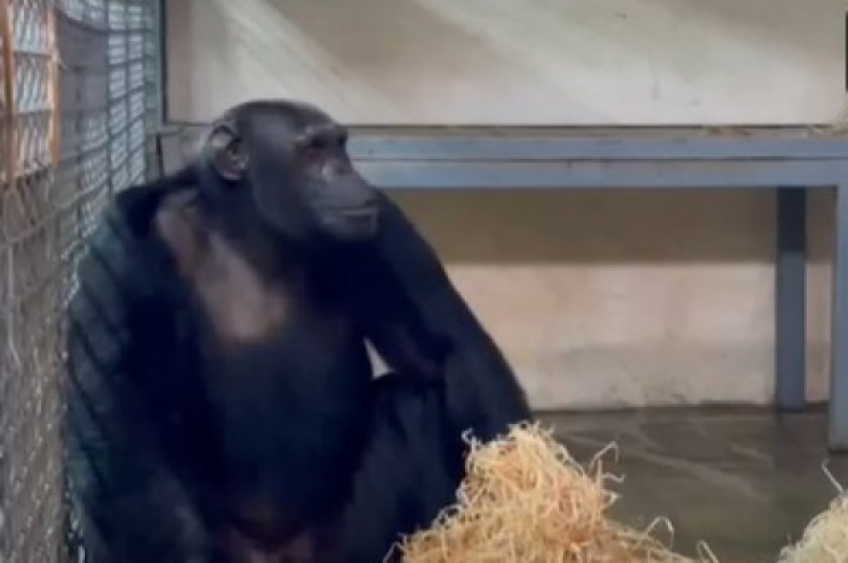 Шимпанзе Майкл из ростовского зоопарка отметил 18-летие