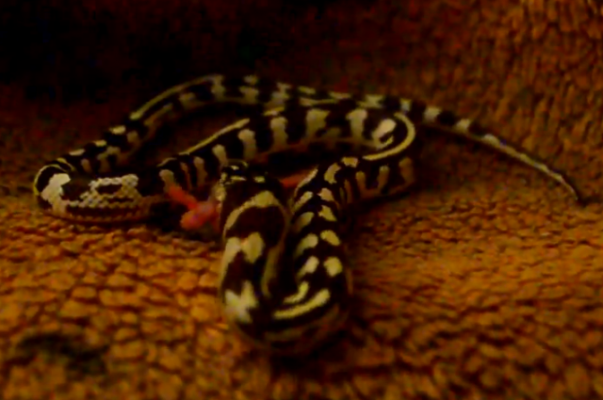 Москвич обнаружил в своей квартире экзотическую змею