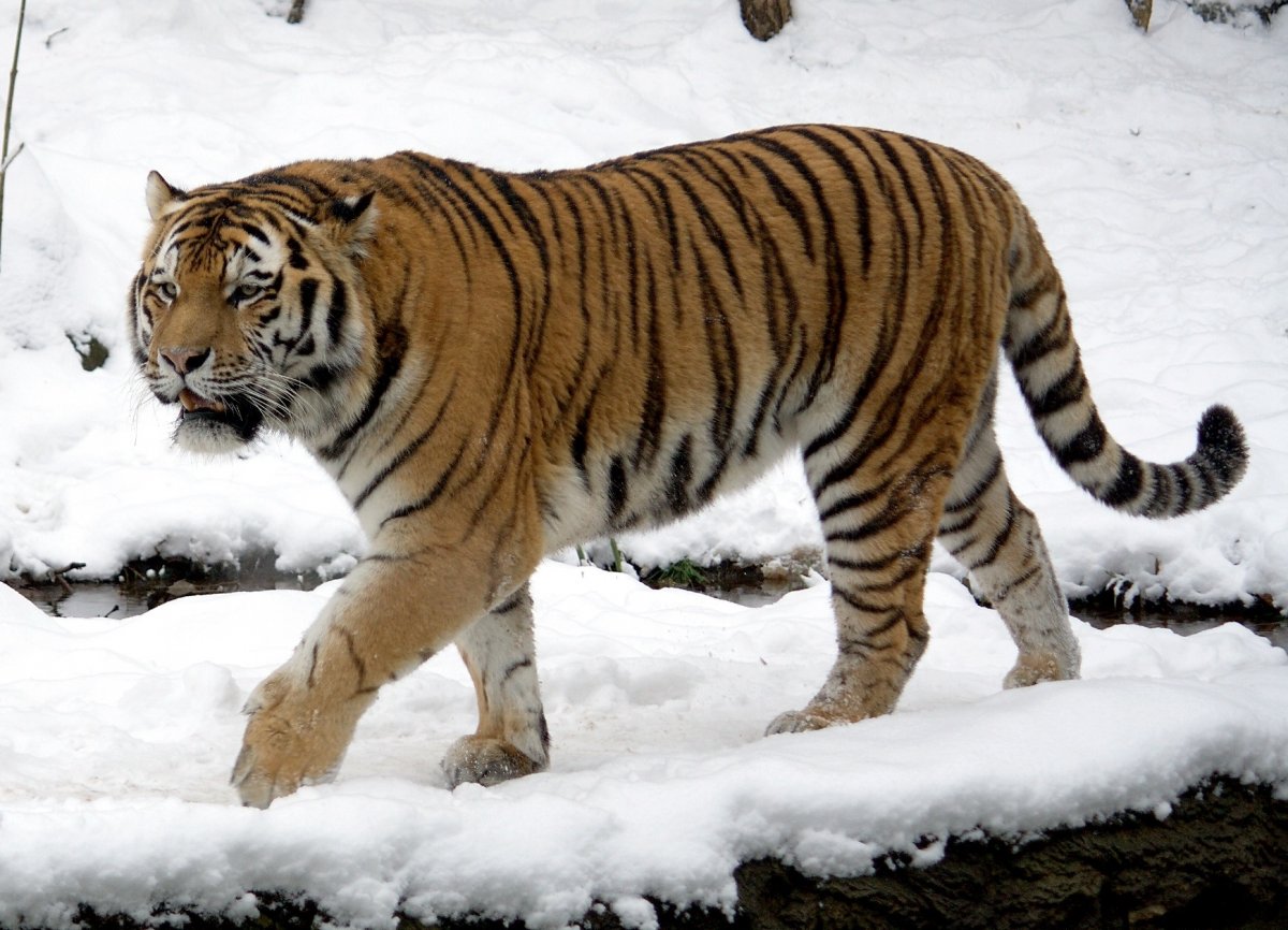 Истощенный тигр напал на тракториста в Хабаровском крае