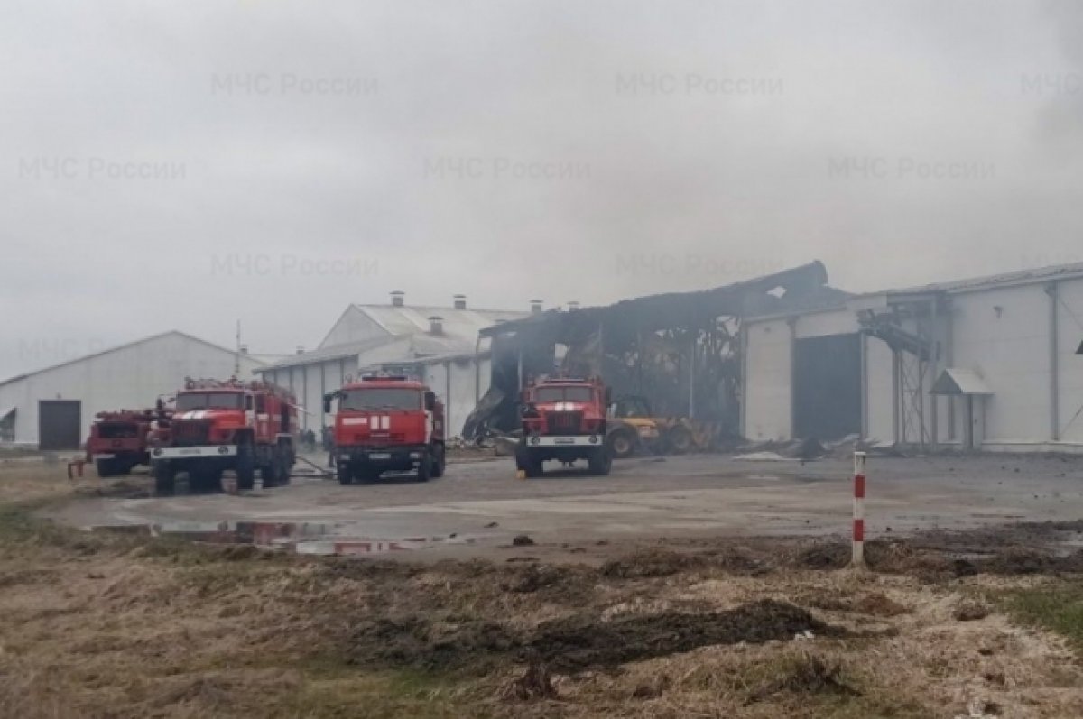В Брянской области произошел пожар на птицефабрике