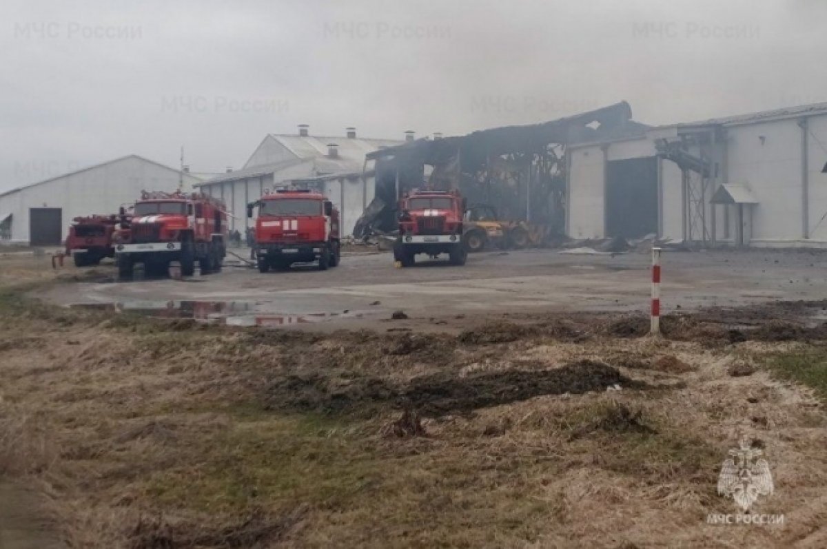 В пожаре на птицеводческом комплексе в брянском селе Уручье погиб человек