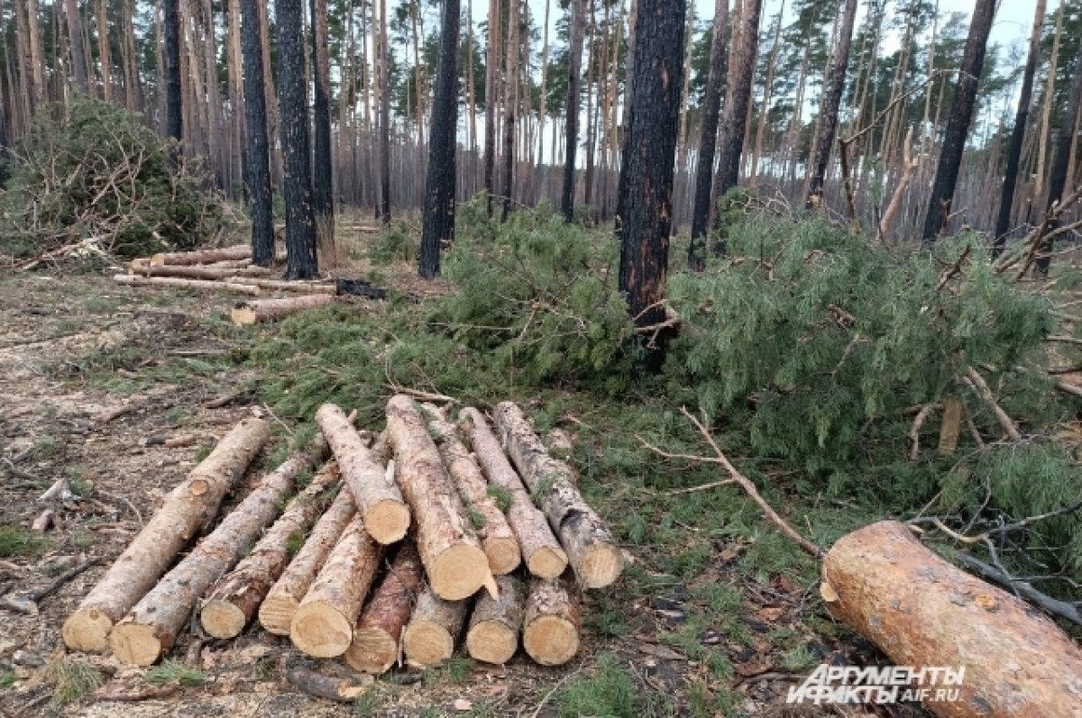 В Омске запустили петицию против строительства «Северного обхода» | АиФ Омск