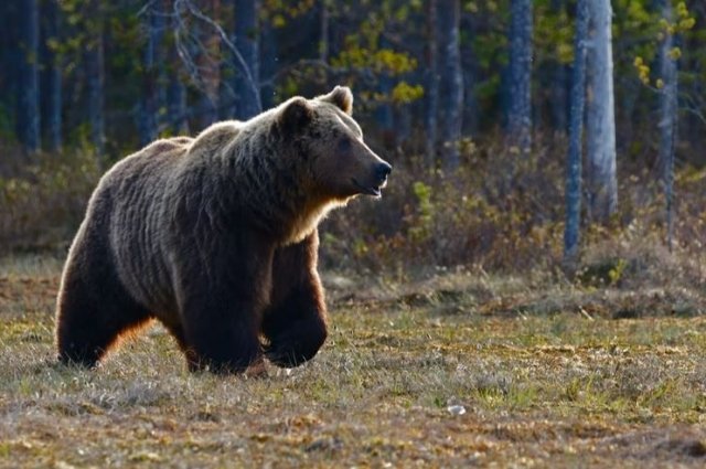 В Оренбуржье медведи вышли из спячки