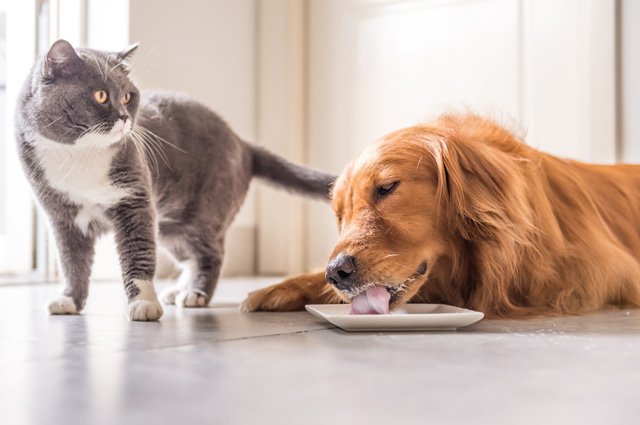 Сколько могут прожить кошки и собаки без пищи и воды? | Природа | Общество  | Аргументы и Факты