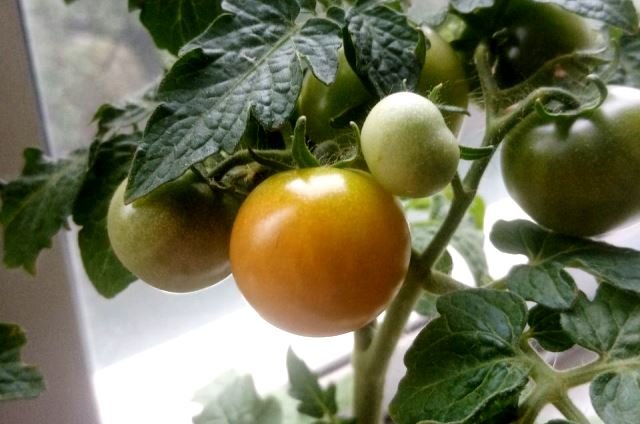 На балконе можно вырастить небольшие томаты черри - яркие и сладкие.